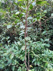 Camellia oleifera
