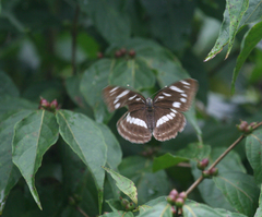 Limenitis amphyssa