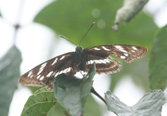 Limenitis amphyssa