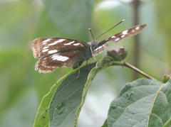 Limenitis amphyssa