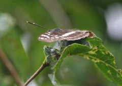 Limenitis amphyssa