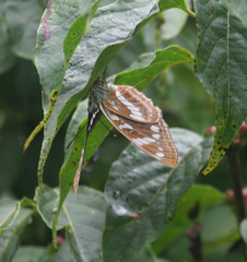 Limenitis amphyssa