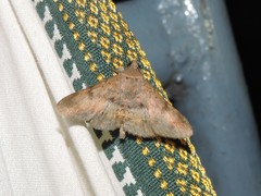 Hypospila bolinoides