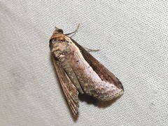 Lophoptera