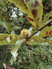Castanea seguinii