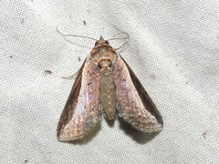 Lophoptera