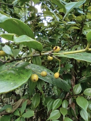 Ilex chinensis