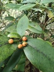 Ilex chinensis
