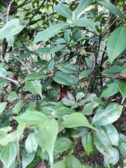 Ilex chinensis