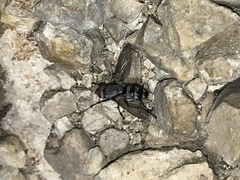 Microphthalma disjuncta