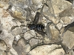 Microphthalma disjuncta