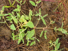 Atriplex gmelinii