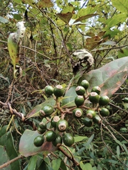 Mussaenda philippica