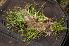 Carex deflexa boottii