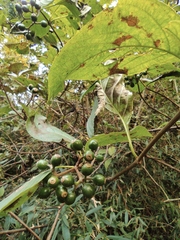 Mussaenda philippica