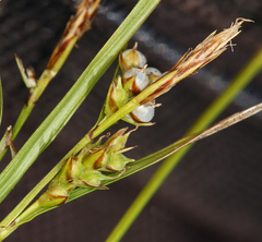 Carex deflexa boottii
