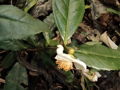 Camellia sinensis