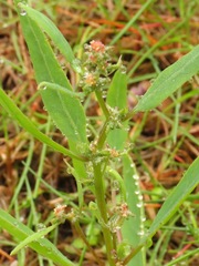 Atriplex gmelinii
