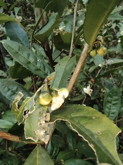Camellia sinensis