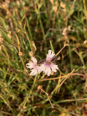 Silene parryi