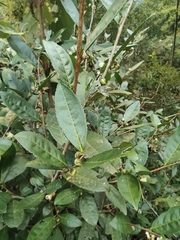 Camellia sinensis