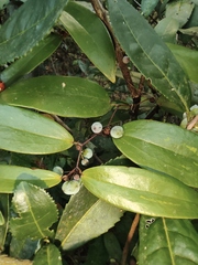 Smilax glabra