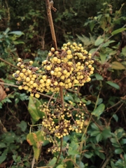 Callicarpa bodinieri
