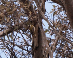 Falcunculus leucogaster