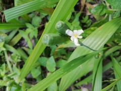 Eleutherine latifolia