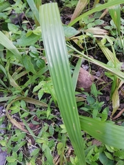Eleutherine latifolia