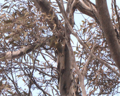 Falcunculus leucogaster