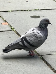 Columba livia