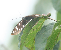 Limenitis amphyssa