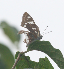 Limenitis amphyssa