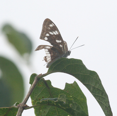 Limenitis amphyssa