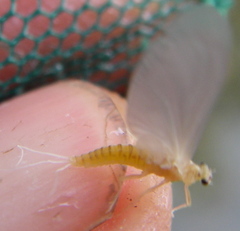 Ephemerella dorothea