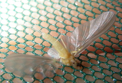 Ephemerella dorothea