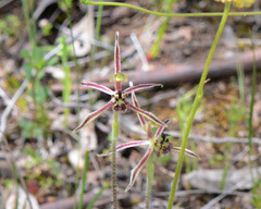 Caladenia barbarossa
