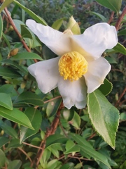 Camellia oleifera