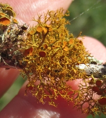 Teloschistes exilis