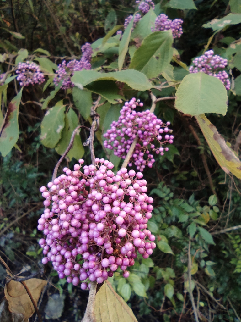 Callicarpa bodinieri (Callicarpa bodinieri)