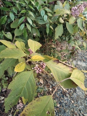 Callicarpa bodinieri