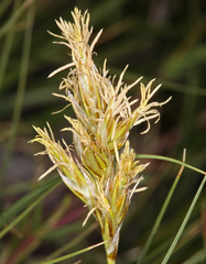 Carex douglasii