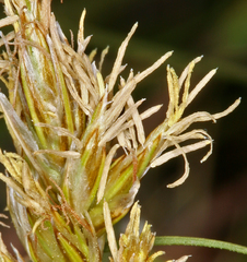 Carex douglasii