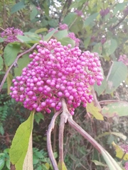 Callicarpa bodinieri