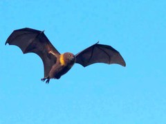 Ryukyu Flying Fox photo 2