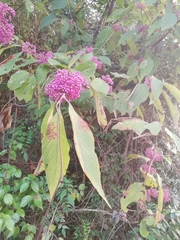 Callicarpa bodinieri