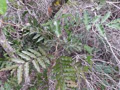 Podonephelium davidsonii