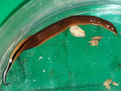 Australopacifica sowerbyi