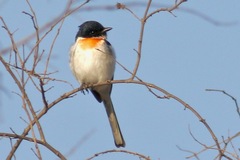 Pericrocotus erythropygius